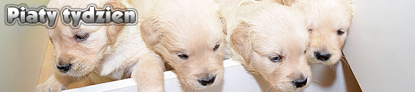 Agent Specjalny - pi�ty tydzie�