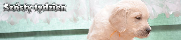 Agent Specjalny - sz�sty tydzie�